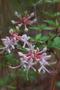 Photograph: [Enchanting Pink Honeysuckle - A Delicate Beauty of the West Coast]