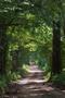 Photograph: [Piney Woods Serenity: A Captivating Canopy Trail in East Texas]