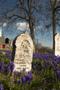 Primary view of [Cherished Memories: Remembering Ida May Kemper at Head of Elm Cemetery]