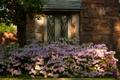 Photograph: [Orchid pink azaleas outside home]
