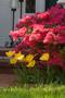 Photograph: [Azaleas and tulips]