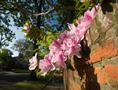 Photograph: [Pink flowers over brick wall]