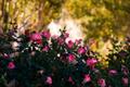 Primary view of [Abundance of Beauty: A Breathtaking Bush of Pink Roses]
