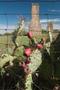 Photograph: [Cactus outside of Abilene]
