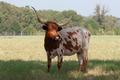 Photograph: [Iconic Texas Longhorn: A Majestic Sight on the Farm]