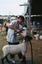 Photograph: [A girl shearing a sheep at the North Texas State Fair]