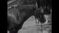 Video: [News Clip: Horse and driver hurt: melons safe]