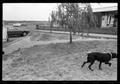Photograph: [Black Dog Next to a Parking Lot]