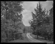 Photograph: [Dirt road in the woods]
