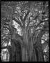 Primary view of [Tule Giant Tree Oaxaca, 2005]