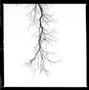 Photograph: [Pecan Tree Limb Kessler Pkwy, 2022]