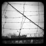 Photograph: [Barbed Wire, 1978]