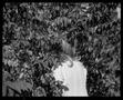 Photograph: [Into the Bushes 1975]