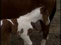 Video: [News Clip: Rodeo Colts]