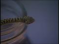 Video: [News Clip: Fort Worth Zoo Snakes]