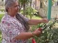 Video: [News Clip: Unveiling Health Discoveries and Garden Transformations]