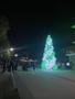 Photograph: [Green and White Holiday "Tree" in Front of the University of North T…