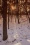 Photograph: [Silent Reverie: Frosty Elegance in Tyler State Park]