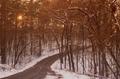 Photograph: [Winter Serenity: A Snowy Journey Through Tyler State Park]