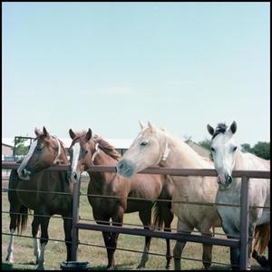Primary view of object titled '[Horses at Manion Ranch]'.