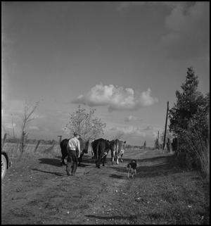 Primary view of object titled '[Walking the cows home]'.