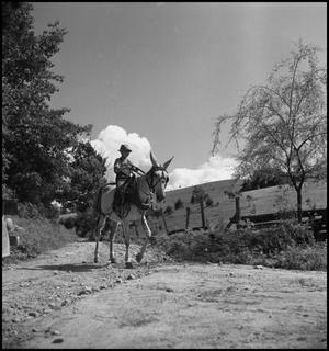 Primary view of object titled '[Young Boy Riding on Mule]'.