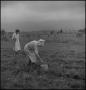 Photograph: [Pulling rocks in the field]