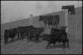 Photograph: [Photograph of cows standing around a fence, 1]