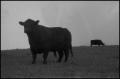 Photograph: [Photograph of two cows in a field]