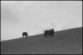 Photograph: [Two cows on a hill]