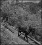 Photograph: [Photograph of a horse pulling a log]