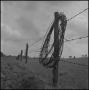 Photograph: [A barbed wire fence in a field, 2]