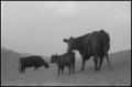 Photograph: [Photograph of two cows and a calf]