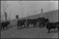 Photograph: [Photograph of a field of calves]