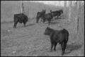 Photograph: [Photograph of six calves]
