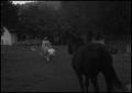 Photograph: [Photograph of a family walking to their horse]