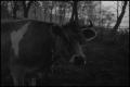 Photograph: [A cow with a chain around its head, 2]