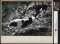 Photograph: [Beagles on Rabbit Hunt for Gardner Advertising Company]