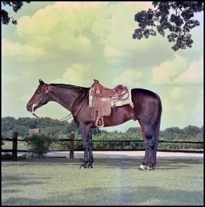 Primary view of [Horse full side, saddled]