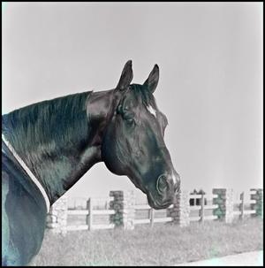 Primary view of [Horse's head]