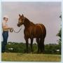 Thumbnail image of item number 1 in: '[Horse standing three quarters front]'.