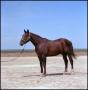 Primary view of [Photograph of a brown horse]