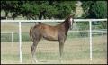 Photograph: [Horse at Reata Ranch]