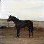 Photograph: [Portrait of horse]