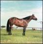 Primary view of [Horse, Will Daly]
