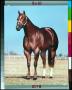 Primary view of [Portrait of a Quarter Horse]