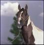 Photograph: [Paint horse at Halford Ranch]