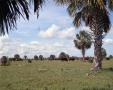 Photograph: [Cattle in a Field of Palm Trees]