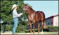Photograph: [Man and a Horse at Reata Ranch]
