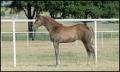 Primary view of [Horse at Reata Ranch]